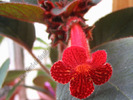 Kohleria Dragon Blood 3