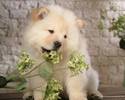 Chow_Chow_dog Q1