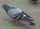 Copy (2) of 23072008652