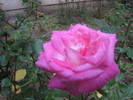 trandafir alb-roz