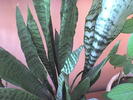 Picture 007