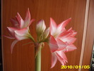 Flori 03.01.2010 003
