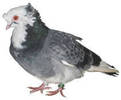 urias de salonta