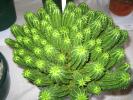 euphorbia_suzannae_peter__karen_sherman