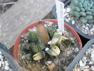 Gasteria liliputana f. variegata