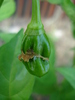 Habanero Pepper (2009, September 25)