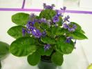 S_grandifolia_7_2005avsa