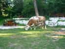 La Rosia Montana si vacile-s ecologiste
