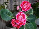 Gloxinie rosie dubla
