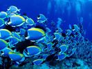 nature wallpapers (64)