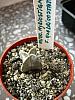 Astro.myriostigma f.quadricostatum