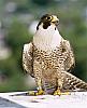 peregrine_falcon[1]