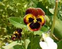 Viola "Joker"