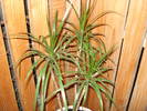 DRACENA