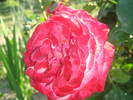 Picture 133