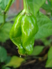 Habanero Pepper (2009, October 07)