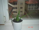 aloe