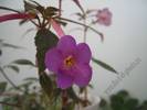 Achimenantha Blue Tint 1