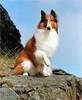 Lassie 18
