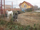 poze 11.10.2009 Jucu 015