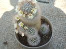 Mammilaria schwartzii
