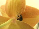 Otiorhynchus Singularis pe floare de orhidee