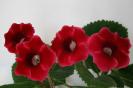 sinningia speciosa (gloxinia)