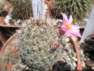Mammillaria capensis - 09.06