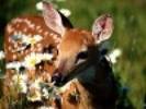 animale (3)