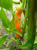 Orange Cayenne Pepper (2009, Aug.16)