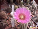 50-Echinocereus pectinatus