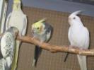 35_nalicat_cockatiels