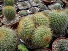 Parodia aureispina tricefala