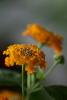 lantana camara