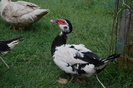 muscovi duck female