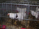 P8161844