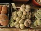 DSC01550