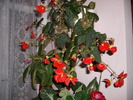 flori 011