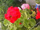 Picture 002