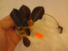 Episcia Lituania - Metallica