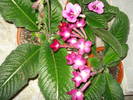 DSC04910