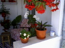 Fotografii-0008