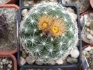 Escobaria missouriensis