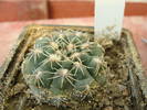 Gymnocalycium baldianum