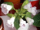 Tigrina blue