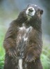 Marmota%20vancouverensis