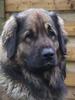 08LEONBERGER