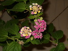 lantana roz