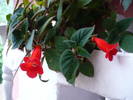 flori 19.05.2009 012