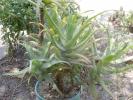 Aloe arborescens